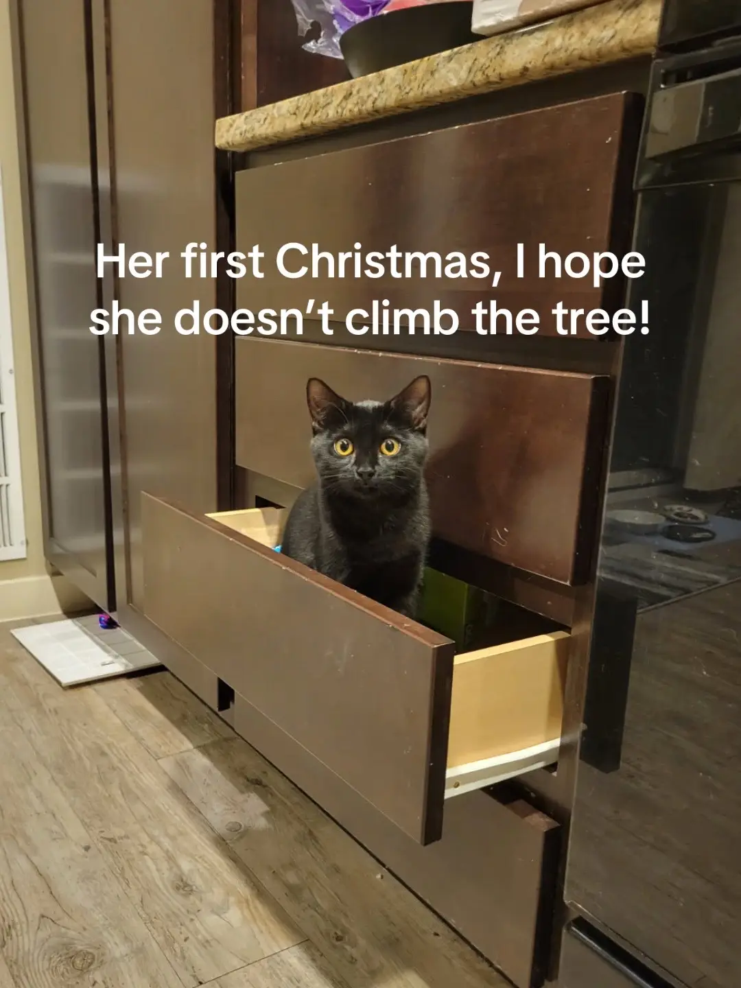 Absolutely enchanted  #christmas #catsfirstchristmas 