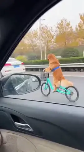 #จ่ายแพงไปทำไม #ทาสแมวของแทร่ #Viralcattiktoks #แมวที่เล่นกีต้าร์ได้นิดหน่อย #คลิปนี้ต้องฟีด  