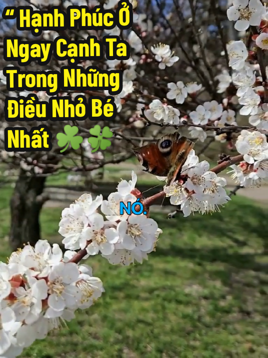 “Chúng ta cứ chạy đi tìm hạnh phúc lớn lao… nhưng đôi khi, hạnh phúc đã ngồi ngay cạnh ta trong những điều nhỏ bé nhất.”#hanhphucnho #songcham #triethlysong #tinhthuc #chualanhtamhon 
