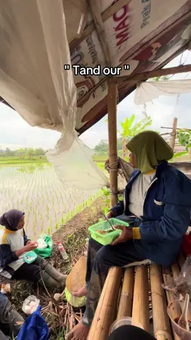 #tandur #petani #promomakanharian #pyfツviral_❤ #xybca 