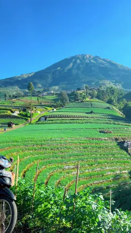 Cocok jadi lokasi syuting ftv 🌾🌋😍 #ftv #sawah #gunung #sukomakmur #fyppppppppppppppppppppppp 
