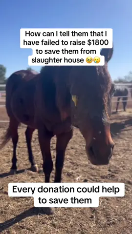 How can I tell them that I have failed to raise $1800 to save them from slaughter house #fyp #viral #viralvideo #newyork #goviral 