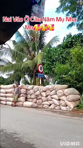 Bữa Nai Vác Gần Cây Dương Cầu Năm Mụ Nha Mn🥰🥰🥰#nguyenvanri2000 #vacluamientay #lamthue #xuhuong2025 