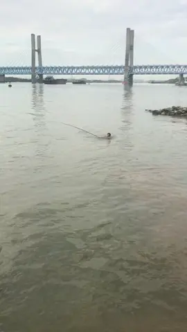 Bo bằng chết #cauca #caucagiaitri #fishing #caucagiaitri🎣 