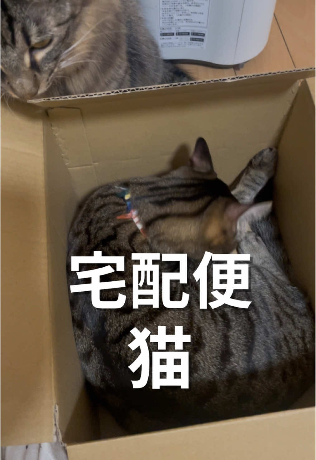 Amazonから猫届きました🐱 #ニコロビン日記  #配達猫 #キジトラ 