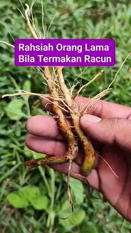 🌿 Cara Penyediaan Tradisional – Penawar Keracunan 1. Ambil akar pokok ekor ular ungu dan putih dalam kuantiti kecil, lebih kurang 1 jari setiap jenis. 2. Cuci bersih dengan air untuk buang tanah dan kekotoran. 3. Rebus dengan 2 gelas air, gunakan api sederhana. 4. Biarkan mendidih hingga tinggal 1 gelas air rebusan. 5. Tapiskan, biar suam, dan minum perlahan-lahan. 6. Amalkan sekali sahaja bila perlu – untuk kes ringan seperti keracunan makanan. #Pengikut #petuaubat