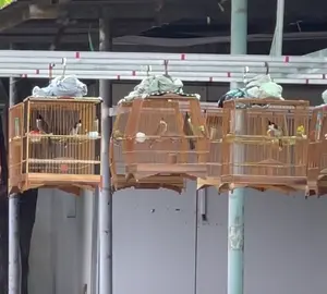 mê nết nhảy này quá anh em #chaomaovip #xuhuongtiktok 