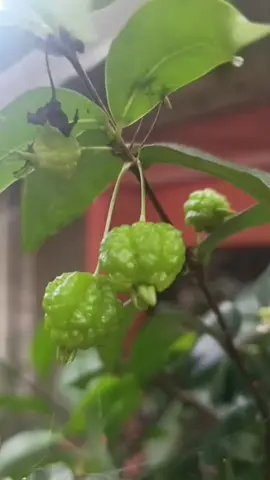 ချယ်ရီသီးတွေ  ထပ်သီးပြန်ပြီကွယ်။ မြူကျနေ‌လို့ အမြင်လေးသိပ်မကြည်တာ ဆောရီး‌ပါ💙♥️💚 #fyppppppppppppppppppppppp #မင်းတို့ပေးမှ❤ရမဲ့သူပါကွာ #ပန်းချစ်သူ #ရောက်ချင်တဲ့နေရာရောက်👌 