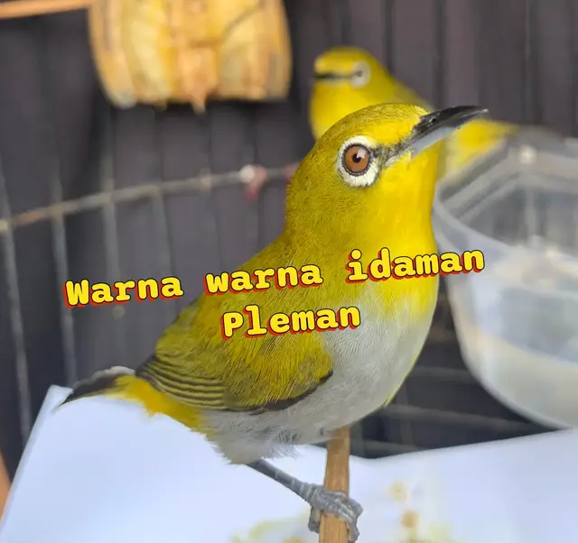 #pleci #buxtoni #plecimaniaindonesia #foryou #dakun 