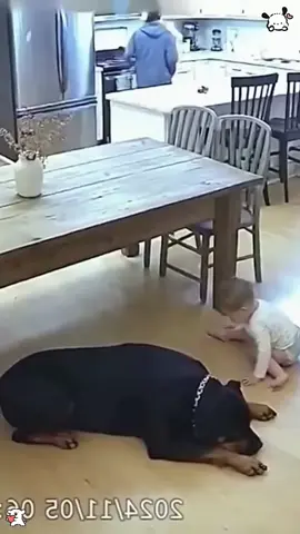 Hero Dog 🐾❤️#dog#fyp#funny#tiktok#usa