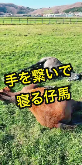 #livehighlights #tiktoklive #馬 #こけし牧場🐴🌳 #競走馬 