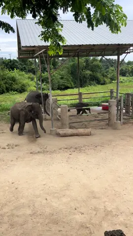 วิ่งเข้าเอง โวยวายเอง วุ่นวายกันไปหมด แม่จริงแม่เลี้ยงตกใจ รีบวิ่งมาคุ้มกัน 😂 #ช้างน่ารัก #elephants #ช้าง #elephantthailand #ช้างไทย 