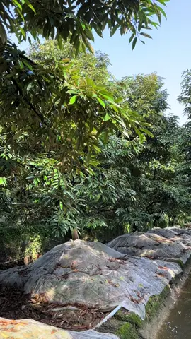 Một tháng rồi chưa thấy bông hoa gì hết 