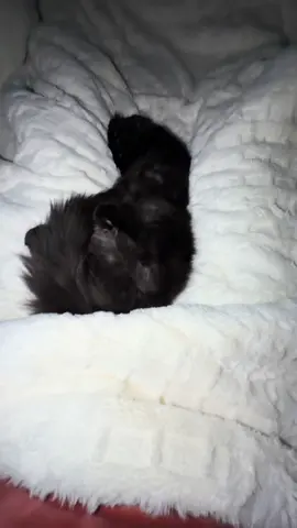 Baby Aslan is going through a growth spurt. He slept ALLLLL day today. He only woke up to eat and go back to sleep. The house was quite and peaceful 😂 mommy was able to get a lot of chores done because baby is sleeping. #aslan #mainecoon #catsoftiktok #petlovers #chicago 