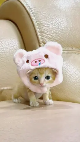 🥰🥰🥰#kitten #cute #catlover #cat #catbaby 
