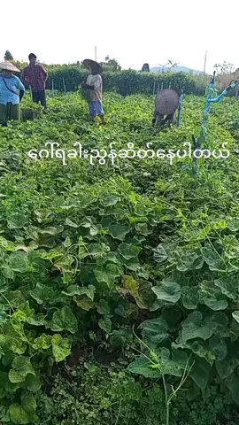 #မဂ်လာမနက်ခင်းလေးပါချစ်တို🌹🌹🌹🌹🌹🌹🌹🌹🌹🌹🌹🌹🌹 