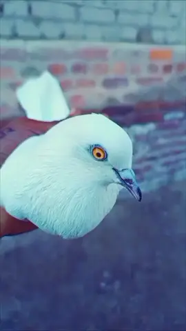 🕊🕊🔥🤬🥀🥀✌✌🥰#🕊🕊🕊🕊 #foryoupage #kabootar #sheno #sindh 