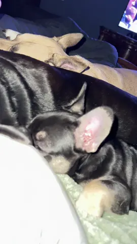 She’s a TikTok puppy #frenchie #frenchbulldog #cutepuppy #dogsounds #dogs 