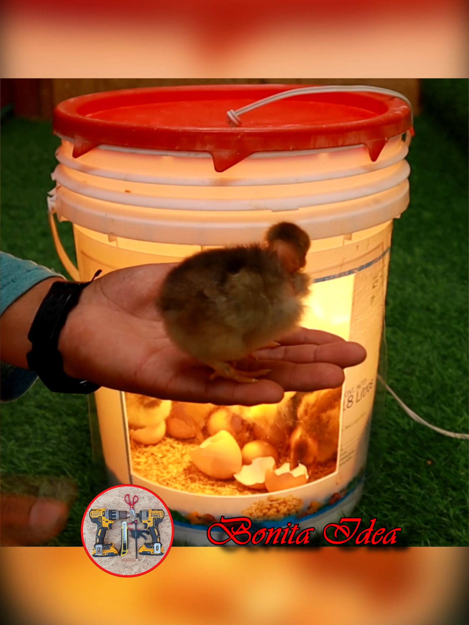 Incubadora casera fácil, eficaz y economica.