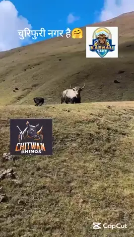 🤪🤣🤣11:45 am  #nepalpremierleague #npl2024 #nplseason2 #