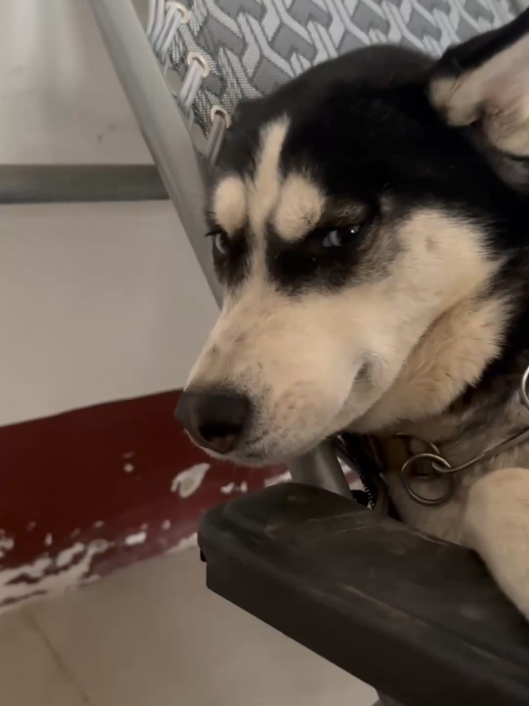 #pet #dog #foryou #fyp #funny #cutepetsna #husky