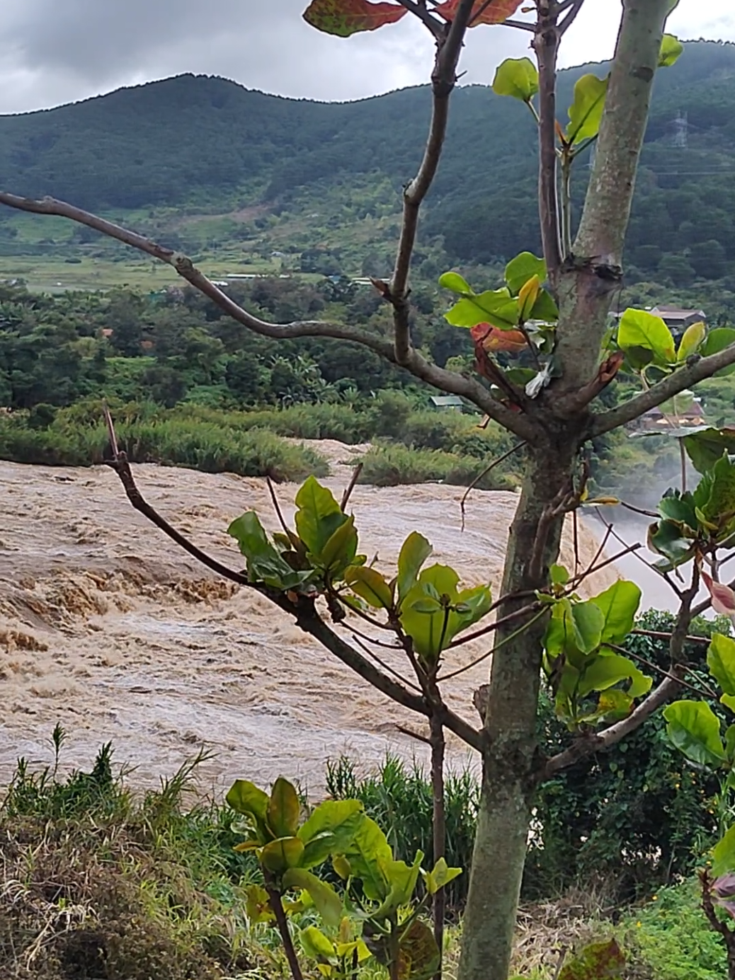 #baolu #lulut #lamdong 