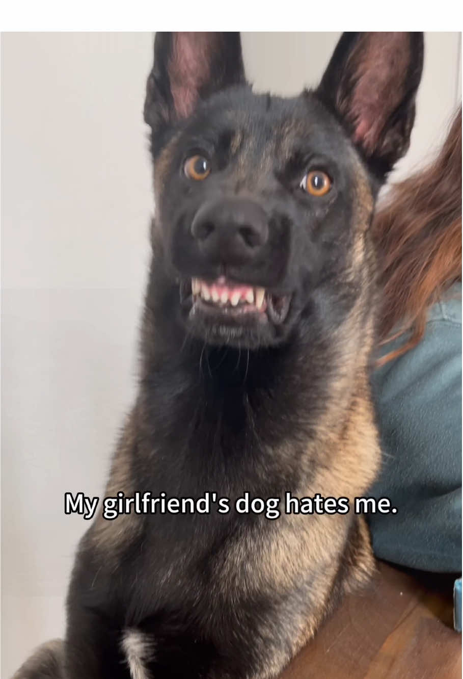 When you have a German Shepherd🤣😋😂😁😀#dog#funnydogs #dogsoftiktoks#fyp #foryou #viral