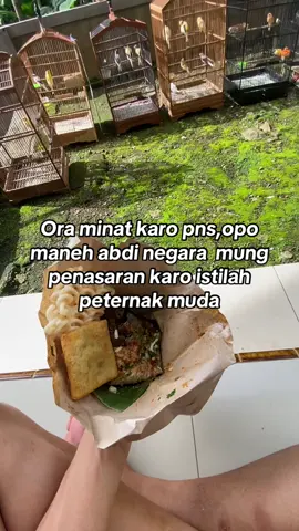 Masih pemula jangan di galakin paman😎#canary #bredingkenari #peternakmuda #kenarimaniaindonesia #kenarimania 