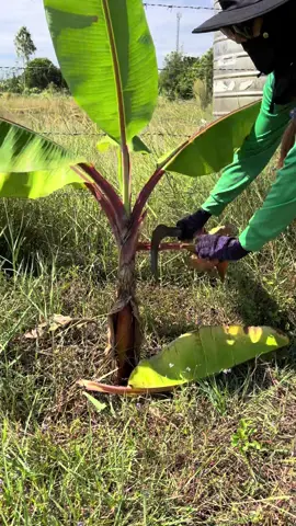 ใช้ง่ายสะดวกสบาย#คุ้มค่า#เกษตรพอเพียง #อุปกรณ์การเกษตร #เคียวแมงกานีส #เคียวเหล็กแมงกานีส 