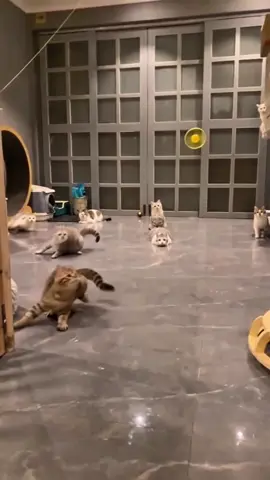 #meomeomeo #gaugaugau 