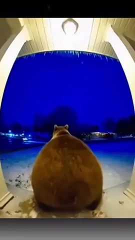 “When a Bear Starts Twerking on Your Porch 😂🐻💃” #fyp #funnyanimals #twerkingbear #viralvideo #unexpectedmoments