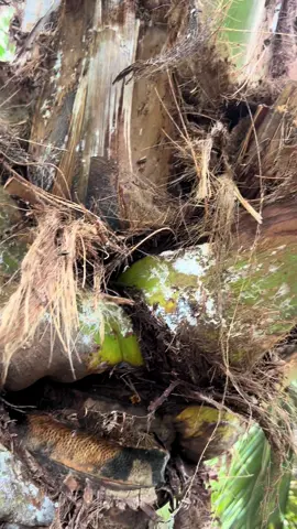 #duongdua #thuocbaovethucvat #thuocbvtv #lamvuon #dua 