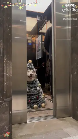 🐕:Merry Christmas 🎄 #dog #Christmas #fyp #happy #cute 