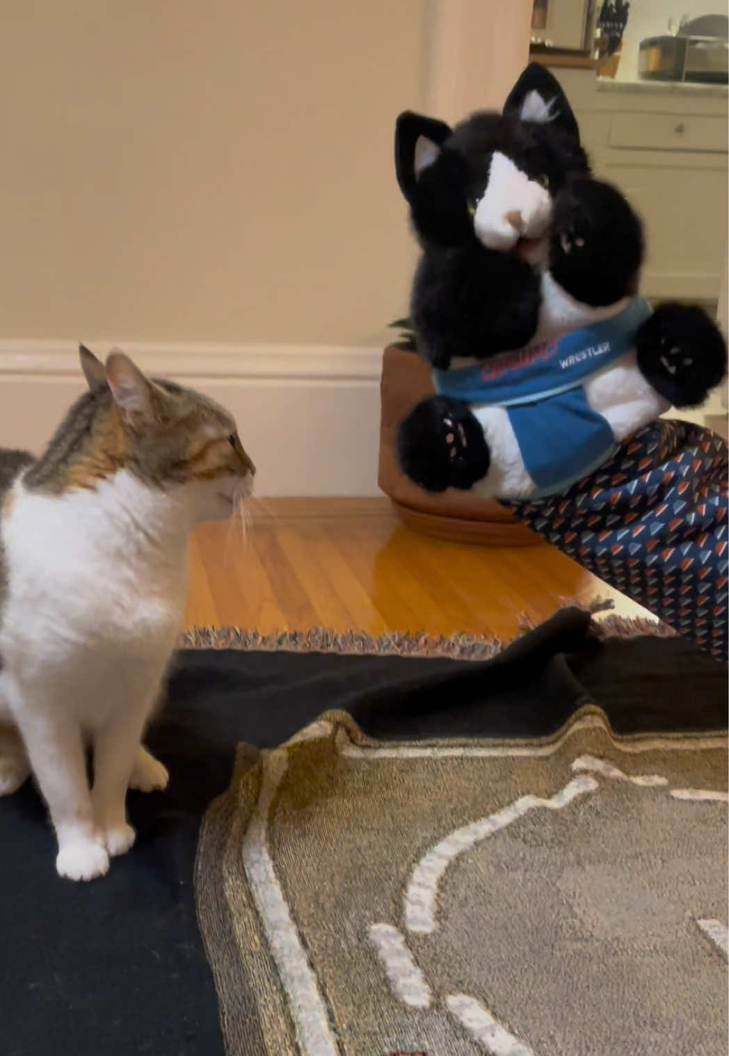 Turning a random idea into a product…and my cat into a professional wrestler!  @KLEIO  #cattoy #invention #cats #foryoupage #catsumo 