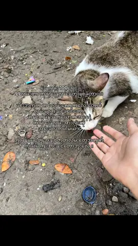 တုံ့ပြန်မှူမရှိတဲ့အချစ်တွေတွက်ပင်ပန်းခံပီးမကြိုးစားချင်တော့ဘူး#fypシ゚ #viraltiktok #fyppppppppppppppppppppppp #fypage #tittokmyanmar 