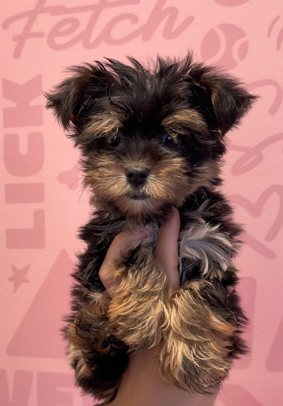 We might be bias but we think she’s pretty wonderful 💝💕 #dogtok #yorkiepuppy #yorkshireterrier #yorkies #foryoupage 