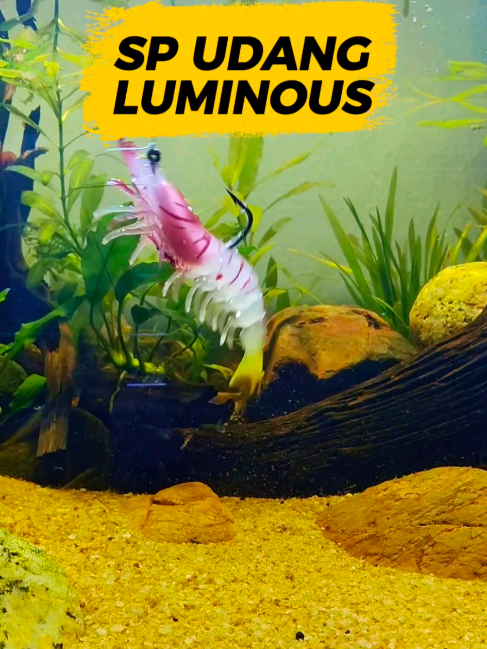 SP UDANG  -Umpan casting siakap, jenahak, kerapu -action macam udang hidup -siap hook Dan pemberat -3 warna luminous, 3 tak luminous. #mancing #fishing #siakap 