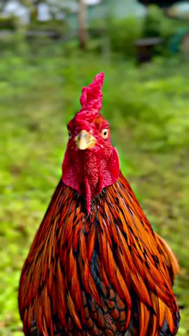 KHÉT CHÂN VÀNG 8 MÓNG ĐEN ANH EM THAM KHẢO 😂😂🥰🥰✅🐓🌾#taihaugiang #xuhuongtiktok #xuhuong 