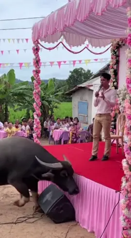 Đang hát nhạc mr Đàm thì bị trâu điên phá 😆 #traudien #trauchoi #haihuoc #hatdamcuoi #xuhuong 