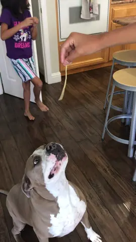 lulu loves noodles ☺️☺️☺️ #dogsoftiktok #funnydogvideos #fyp 