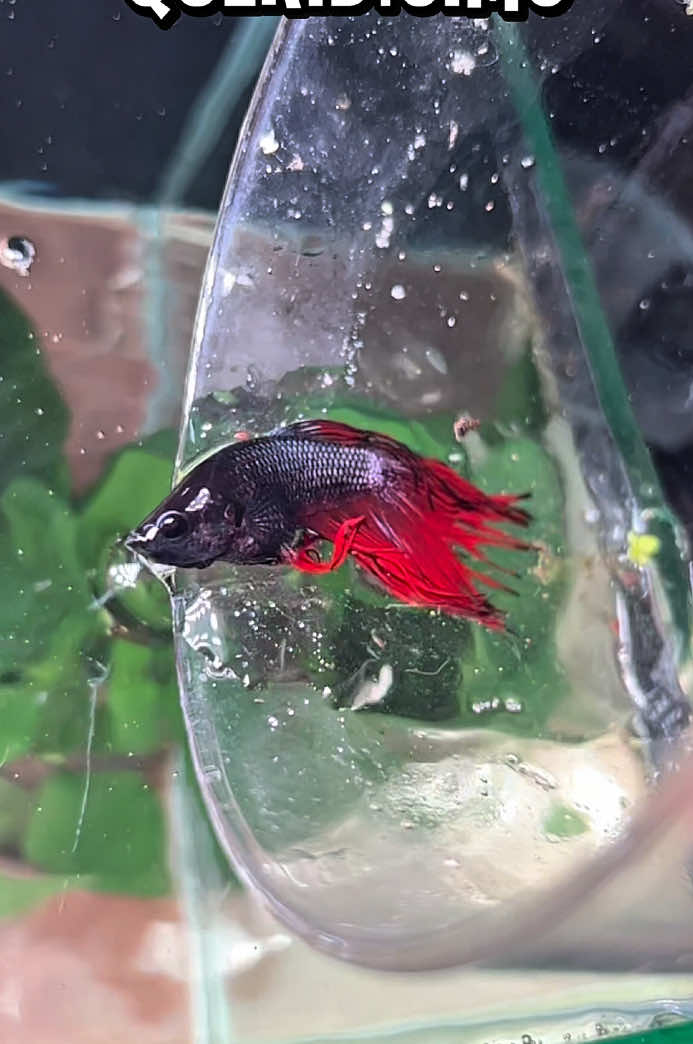 Construyó un ecosistema para un pez Betta Crowtail ¿Te gusta este tipo de peces Betta? 😮‍💨🐠#pezbetta #peces #acuarios #bettatank #bettafish 