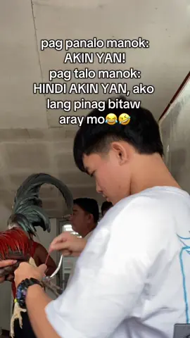 HAHAAHAH  #batangsabungero #sabungero #gaffer #gafferlife #sabungerotiktok 