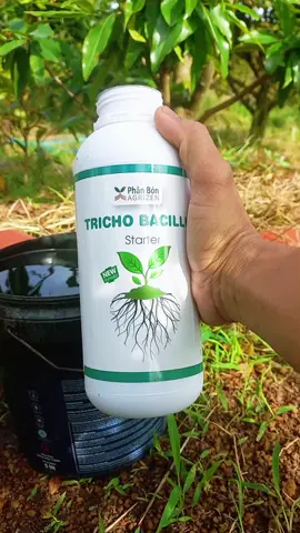 Ủ Phân Hoai Mục, bón cây ngăn ngừa mầm bệnh vàng lá thối rễ #trichoderma #trichobacillus #phanbon #uphan #maivang @KuBinShop 