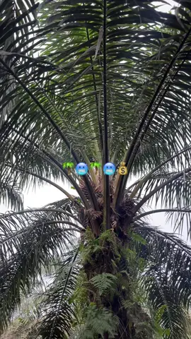 #sawitstory #sawittiktok🌴 #sawit🌴 #foryou #fyp 