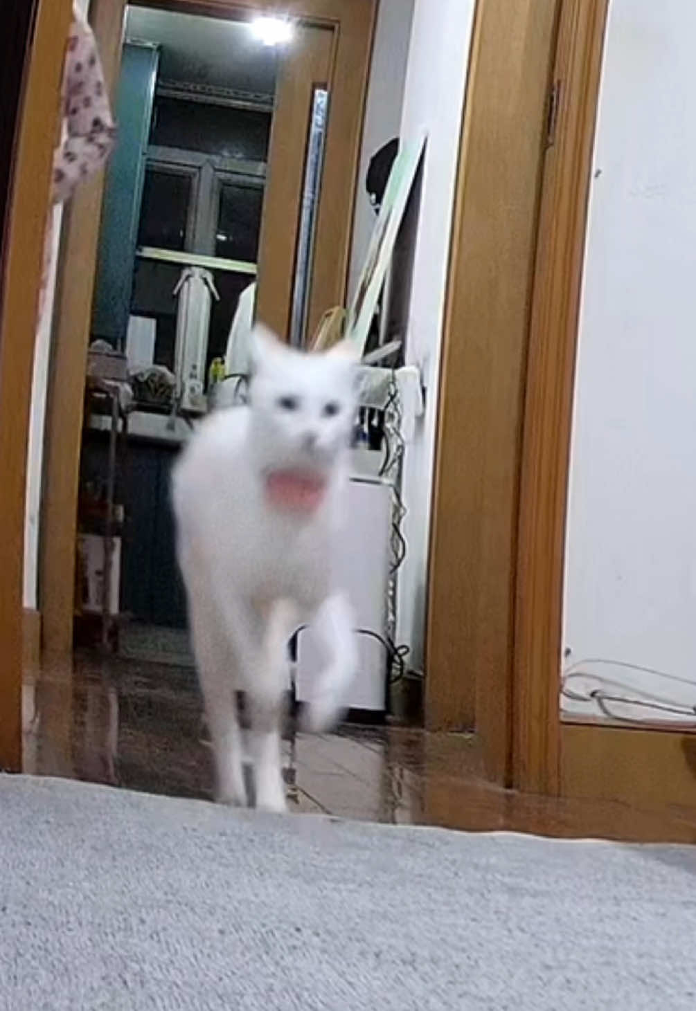 Run #cat #catlover #catsoftiktok 