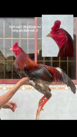 #Quí67AG #gada #xuhuong #