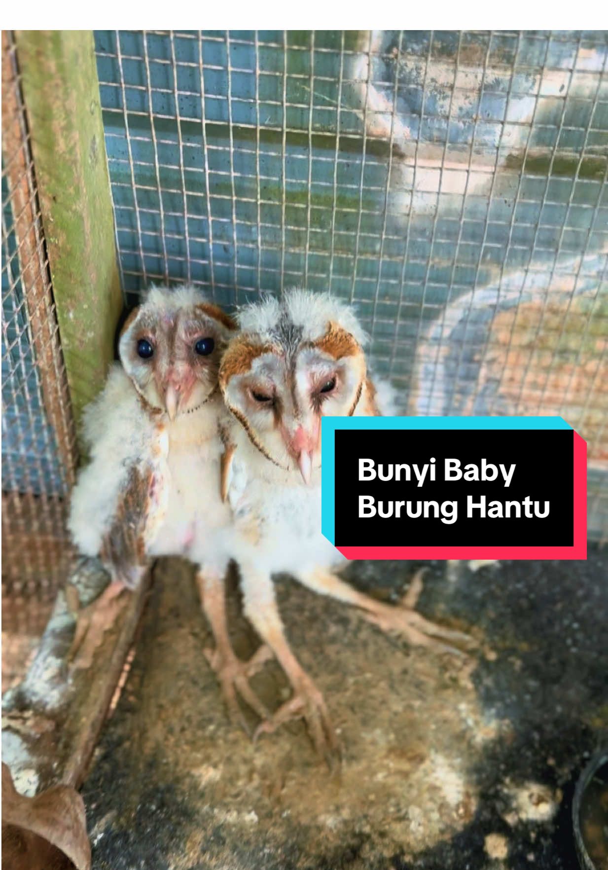 Oo macam ni bunyi burung hantuu 🦉 