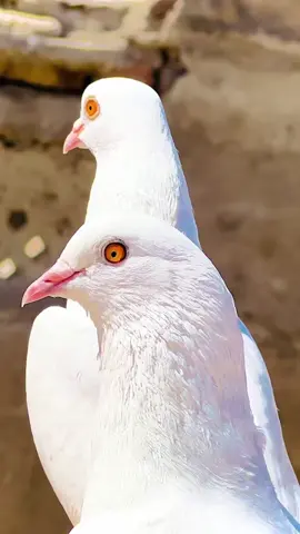 #growmyaccount #unfrezzmyaccount #foryoupage #viralvideo 