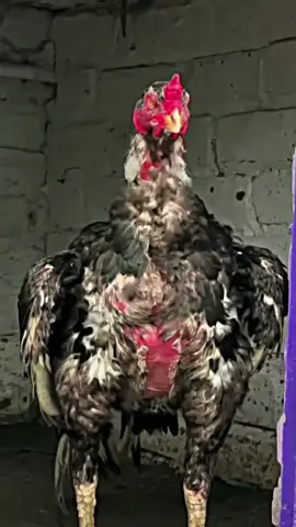 #aseellovers #shoqaseel #foryou #aseelclub223 #foryoupage 