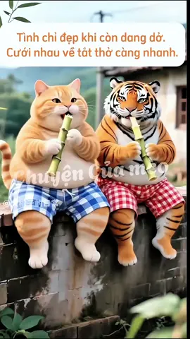 #CapCut chuyên mục chém gió mèo và hổ phần 12.😁😁 #meocambeo #aho #flypシ  #vuivemoingay❤️🌸🌸🌹❤️❤️❤️❤️🌹🌹❤️❤️ 